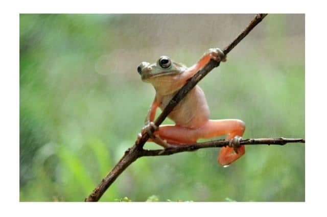 Raining frogs
